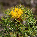 Isopogon ceratophyllus - Photo (c) Kym Nicolson, algunos derechos reservados (CC BY), subido por Kym Nicolson