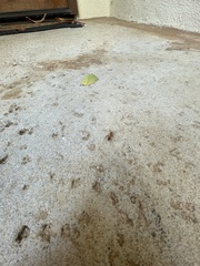 Camponotus variegatus