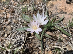 Lewisia brachycalyx