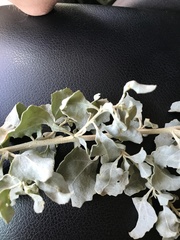 Atriplex nummularia
