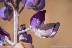 Lupinus albifrons collinus