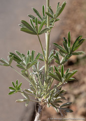 Lupinus albifrons collinus