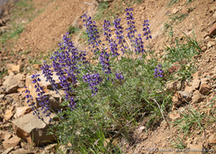 Lupinus albifrons collinus