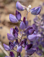 Lupinus albifrons collinus