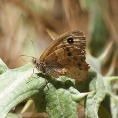 Paramacera xicaque xicaque