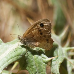 Paramacera xicaque xicaque