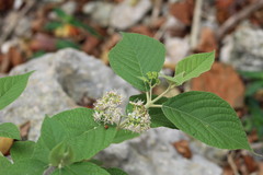 Callicarpa acuminata