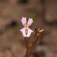 Stylidium calcaratum