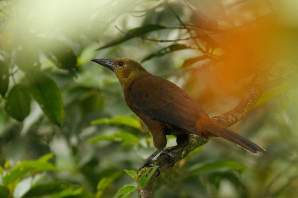 Russet-backed Oropendola from Provinz Napo, Ecuador on March 13, 2017 ...