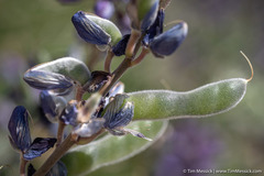 Lupinus albifrons collinus