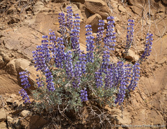 Lupinus albifrons collinus