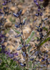 Lupinus albifrons collinus