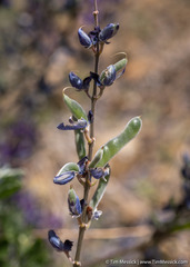 Lupinus albifrons collinus