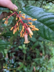 Palicourea padifolia image