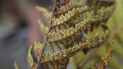 Myriopteris myriophylla