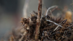Myriopteris myriophylla