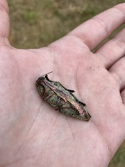 Psiloptera attenuata