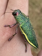 Psiloptera attenuata