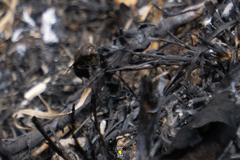 Copestylum mexicanum