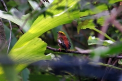 Machaeropterus pyrocephalus