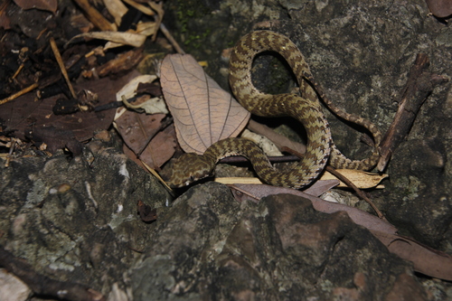 Photo of a Kanburi Pit Viper (Trimeresurus kanburiensis)