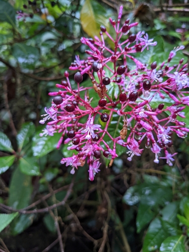 Shrubby fuchsia (Fuchsia paniculata)