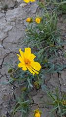 Leptosyne calliopsidea