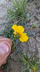 Leptosyne calliopsidea