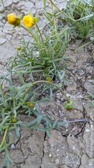 Leptosyne calliopsidea