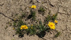 Leptosyne calliopsidea