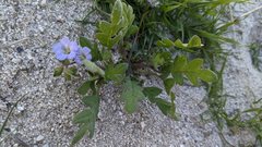 Phacelia douglasii