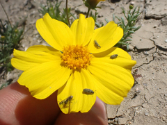 Leptosyne calliopsidea