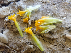 Leptosyne calliopsidea