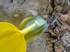 Leptosyne calliopsidea