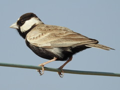 Eremopterix nigriceps