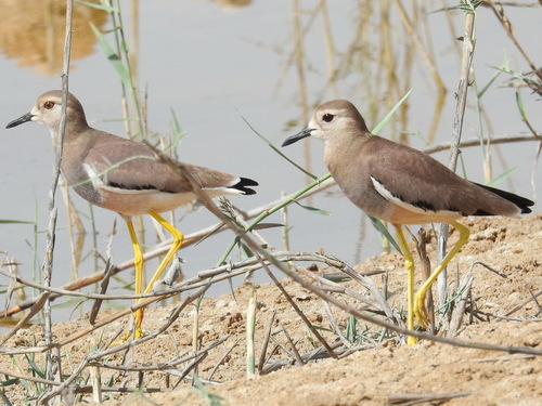 Avefría coliblanca (Vanellus leucurus)