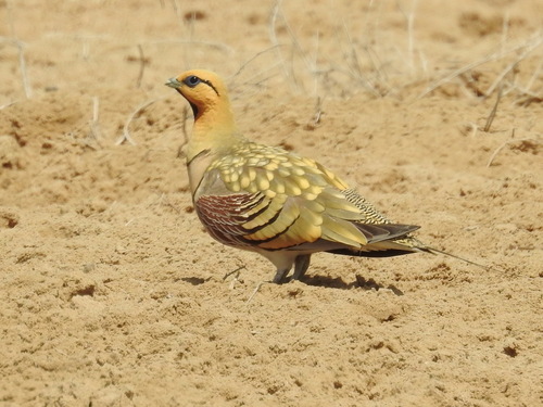 Ganga ibérica (Pterocles alchata)