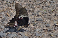 Heraclides anchisiades