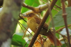 Automolus melanopezus