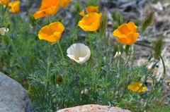 Eschscholzia californica californica