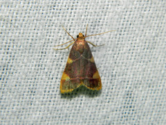 Hypsopygia costalis