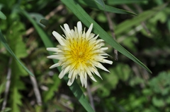Taraxacum coreanum