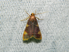 Hypsopygia costalis