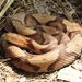 Eastern Copperhead - Photo (c) Kevin, some rights reserved (CC BY-NC), uploaded by Kevin