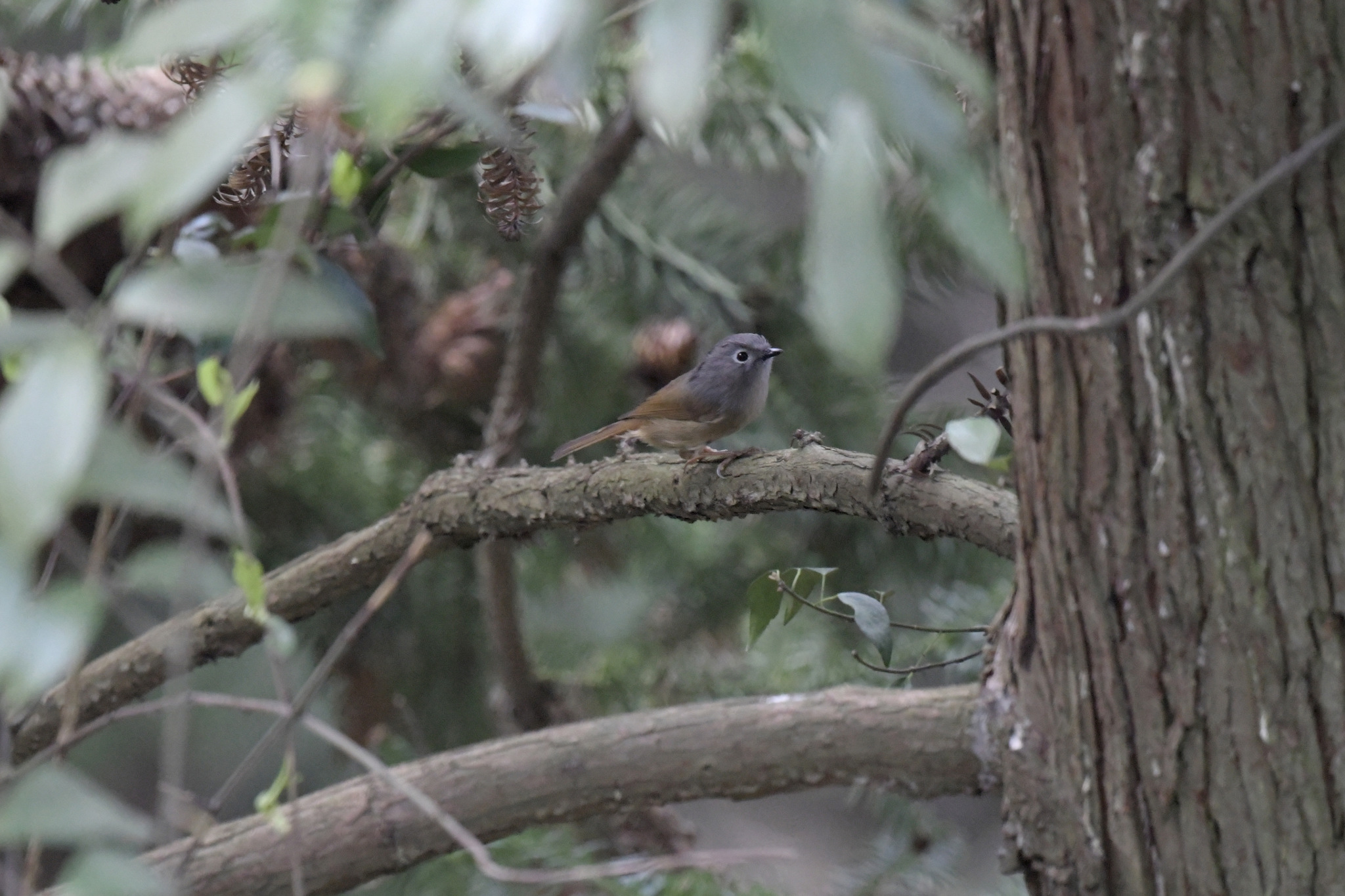 Huet's Fulvetta