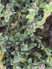 Cyphanthera myosotidea