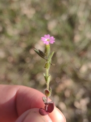 Microsteris gracilis