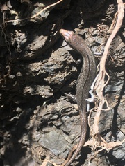 Oligosoma smithi