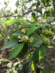 Morinda royoc
