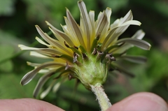 Taraxacum coreanum